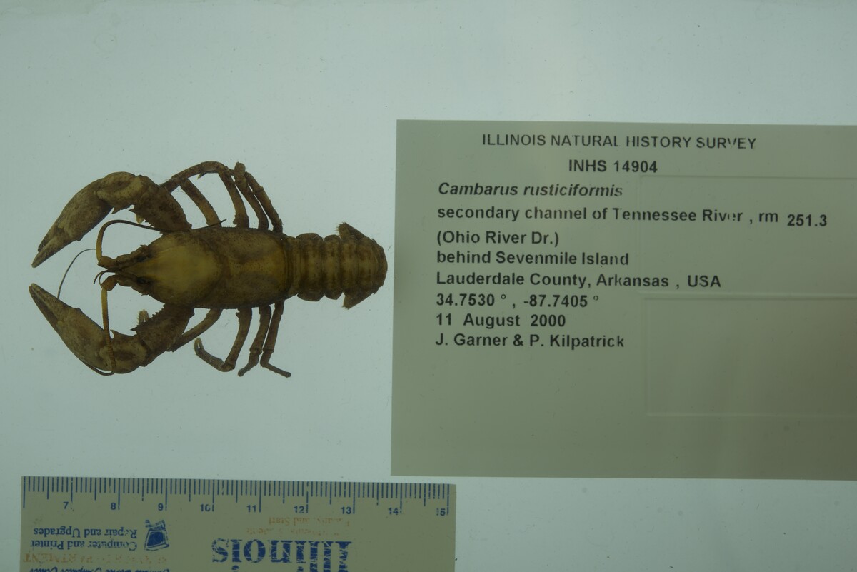 Cambarus rusticiformis image